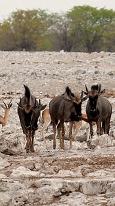 Blue wildebeest are highly social animals that form large herds, providing safety in numbers. The herds are often led by dominant males, and social interactions within the group are essential for communication and protection. #wildebeest #namibiasafari #Namibia | Madbookings - Travel Experts in Africa & Asia