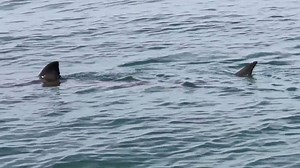 8.6M views · 110K shares | Wow 15 ft Great White near Jacksonville Florida | Jacksonville Florida "The 904" | Facebook