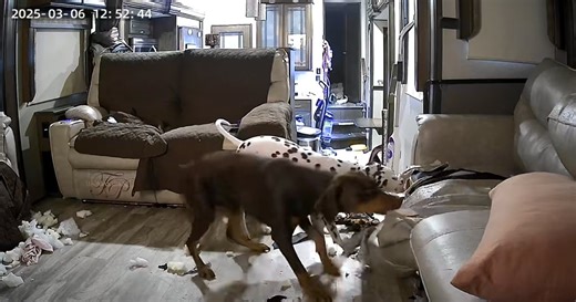 Dogs Destroy Couch After New Puppy Arrives, Leaving Owner Stunned
