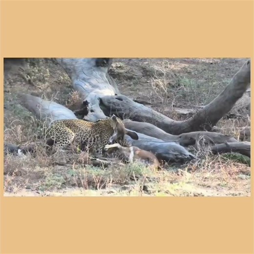 Leopard Hunt Attack | Fast Jungle Chase & Deadly Kill 😱🐆