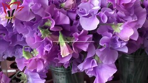 32 reactions | Sweet Pea (Lathyrus) grower visit at Kwekerij Akerboom Why are the LED lights hanging there? When is the peak season? What colors are there? And more! | Hilverda De Boer | Facebook