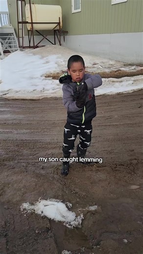 Lemming Behavior in the Arctic: A Child's Discovery