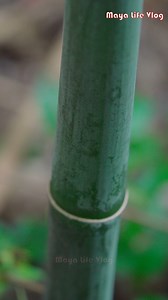 73K views · 1.4K reactions | Three books and six rituals. The marriage contract serves as proof, a romantic covenant unique to the Chinese people | Maya Life Vlog | Facebook