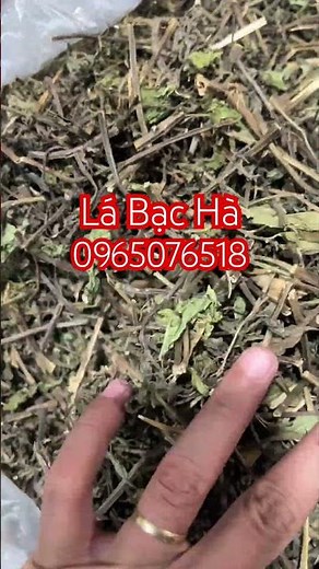 Mint leaves for coughs, where to buy mint leaves, where to purchase mint leaves, what are the use...