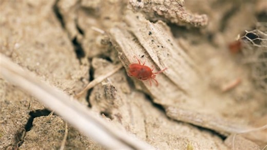 Bug, Insect, Beetle. Free Stock Video