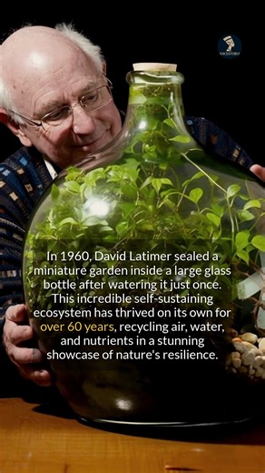 In 1960, David Latimer sealed a miniature garden in a bottle. This ecosystem has thrived for over 60 years on one watering, a stunning showcase of nature's resilience and potential for space exploration. David Latimer's experiment provided crucial practical evidence for a concept previously confined to theory: the closed ecological system. While not extensively documented at its inception in 1960, the bottle garden's remarkable longevity inspired a new wave of research. Known scientifically as a