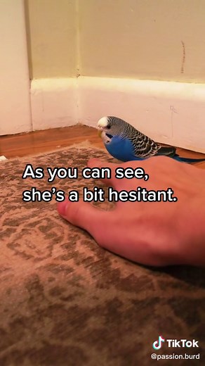 How to Safely Get Your Bird Back Into Its Cage