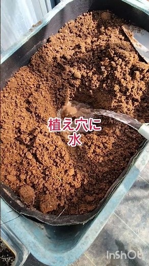 ミニトマト苗の植え付けタイミングは花が咲いたら家庭菜園の接ぎ木コンテナ栽培