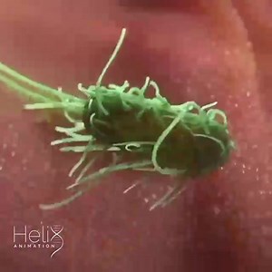 Macrophage in action vs E. coli - one of the essential immunological responses represented in an action movie like style, #storytelling and editing, while preserving full scientific accuracy of the #macrophage, #bacteria, the digestive system environment and the #phagocytosis process itself. | Microbiologists