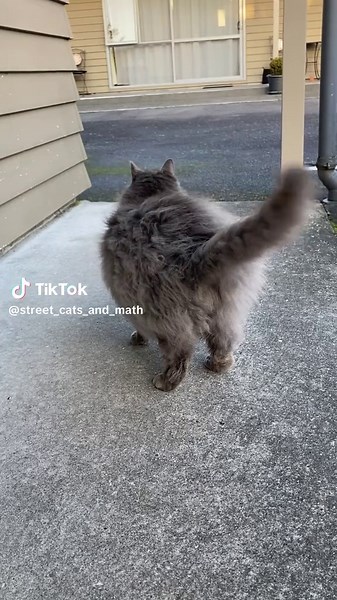 I don't think I have ever seen a cat as fluffy as this one. 10/10 fuzzy cat. Have you seen a fluffier one? #cat #catslovers #newzealand #travel #fluffy #fyp #animals