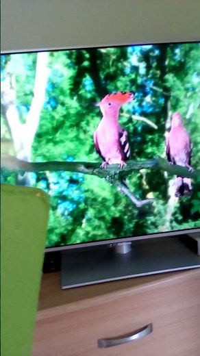 In The Night Garden Pink Birds Tune