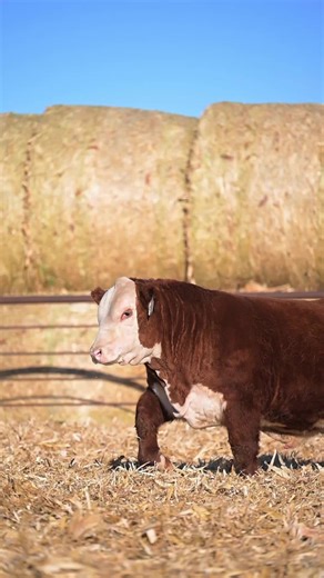 Hereford Bull Sale Event on February 21st, 2026