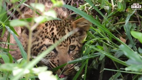 Leopard Cub Emerges From Its Hidden Den