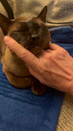 MR. BIGGS: kitty massage…a favorite treat! 💙 | Mr. Biggs