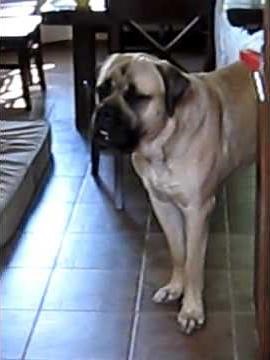 Carlos The Mastiff Howling