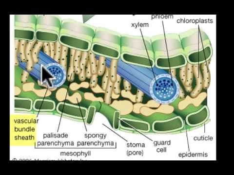 Leaf Structure