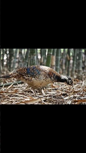The Life of Lady Amherst’s Pheasant #birds #animals #wildlife