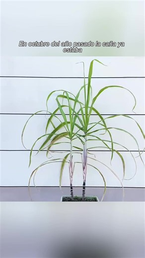 Garden Plant Care Tips for Thriving Backyard Greens