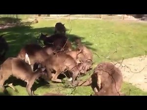 Funny Kangaroo Mating