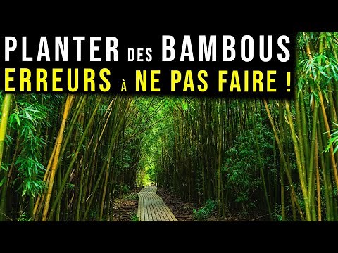 Planting BAMBOO: The WORST Mistakes to AVOID!! (otherwise there will be some everywhere😅)