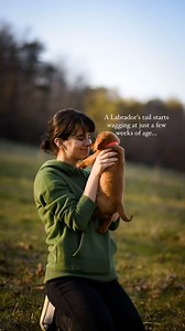 That. TAIL. ❤️ Need I say more??!❤️❤️🥹 I think a Labrador’s constant wagging tail is what makes us love them so much😆❤️ It is absoloutly the most endeering thing to see! They like us SO much! they don’t hold it in one tiny bit❤️ The tails start going at only a few weeks old, and they keep going on for as long as that sweet dog lives ❤️ #foxredlab #foxredlabrador #englishlab #redlabpuppy | The Happiest Labrador