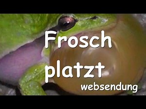 Frosch platzt