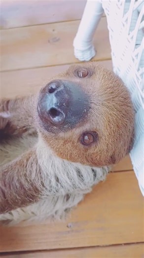 Unveiling the Mystical Connection: Embracing Your Spirit Animal