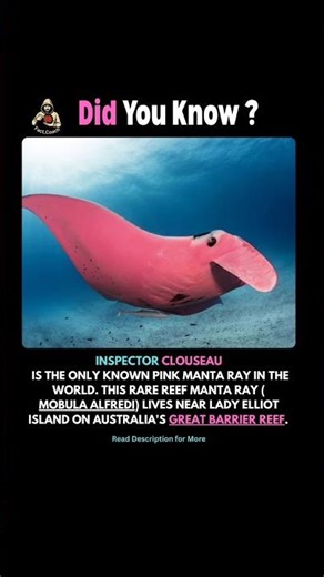 Meet Inspector Clouseau: The Only Pink Manta Ray 🌻🌻 #factsdaily #facts #shorts #shortsviral