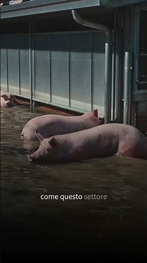In Europe there are more and more intensive farms