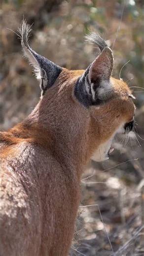 Meet the caracal. Often called the "desert lynx," is the largest and fastest of the small wild cats