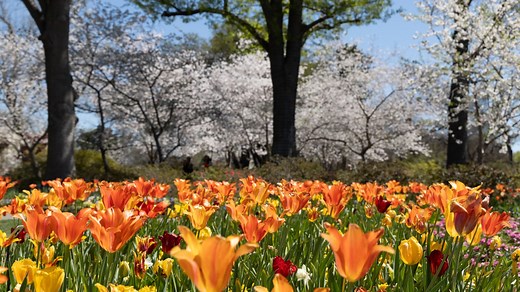It’s peak Cherry Blossom season at the Dallas Arboretum
