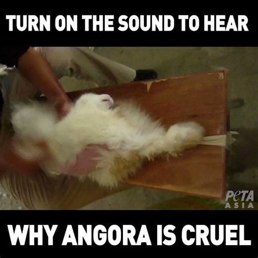 You’ve never heard a rabbit scream like this 😣