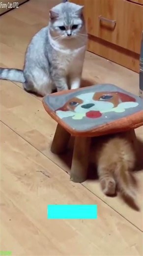 Cat Lover 🥰 #funny 😸 # Episode 8630