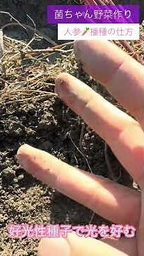 Carrots germinate with "light" #shorts #microbe-basedfarming #naturalfarming #homegardening