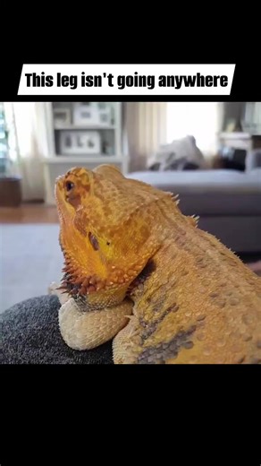 36K views · 582 reactions | Becoming a human perch for Spike 年 #headbobbing #beardeddragon #itsmine #reptiles #beardeddragons #funnypets | Spikedays | Facebook