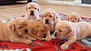 Labrador Puppies Find Their Bark.. | Life With Labradors