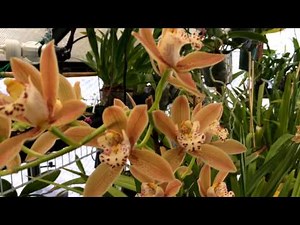 Cymbidium Orchid Update: Easy Tips to Preventing Cymbidium Orchid Bud Blast & Saving your Blooms