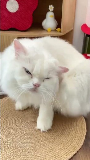 Satisfying Cat Ear Cleaning Hack You Need To Try #cute cats #cat shorts #pet cat