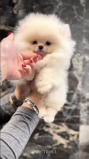 Cute To Stunning Animals Transformation...!!