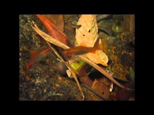 Cryptocoryne thwaitesii and Puntius titteya -DIscoveryPlanet-