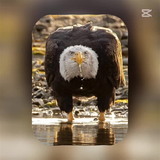 Asid Khalid (@asid.khalid)’s videos with original sound - Khalid Afghan👑