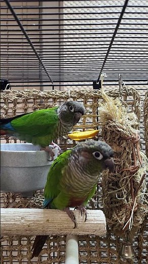 relaxing parakeet sounds