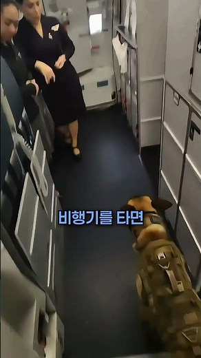 What Happens When You Fly with a Retired Military Dog