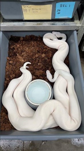 Making some Blue Eyed Leucistic (BEL) Ball Pythons!