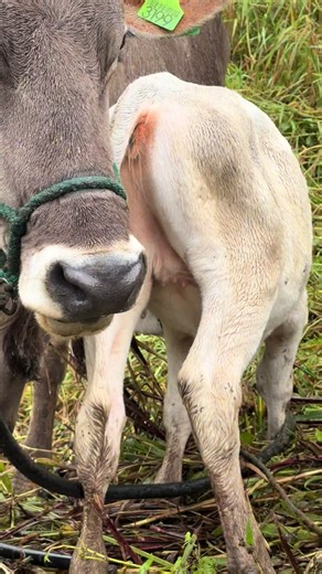 Videos de Luis Paltazaca Penaranda (@luis.paltazaca.pe1) con “sonido original - caballero3602”