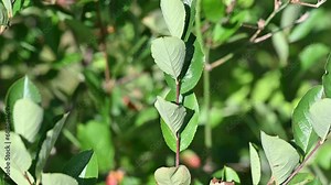 Black Chokeberry (Aronia melanocarpa) with dark purple black fruit. Close-up of Black Chokeberry berries with fresh leaves on blurred green background. Nature background