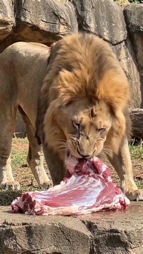 Lion eating fresh flesh on zoo #shorts #lion