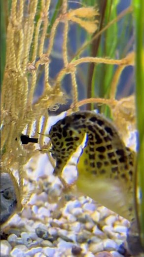 Magical Seahorse Moment at Neeltje Jans Aquarium 🌊🐚