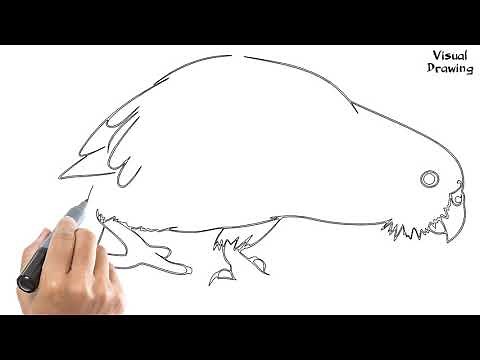 Kakapo Bird Drawing Easy, How To Draw A Kakapo Parrot For Beginners Step By Step