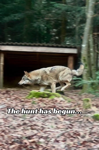 Running wolf grace power speed 🐺 Бегущий волк грация сила и скорость 🐺 Stay with me so you don’t miss new videos 🔔 Оставайся со мной, чтобы не пропустить новые видео 🔔. #wolf #wildlife #nature #predator